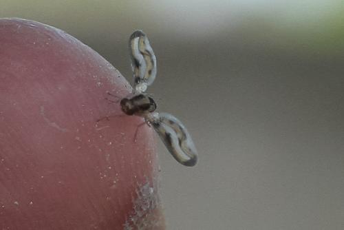 Toxoneura muliebris